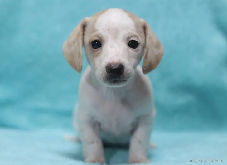 ID:1710-02320の子犬