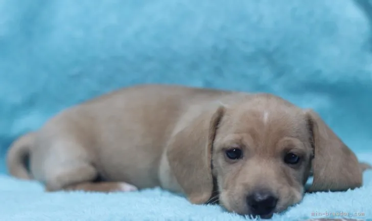ID:1710-02261の子犬