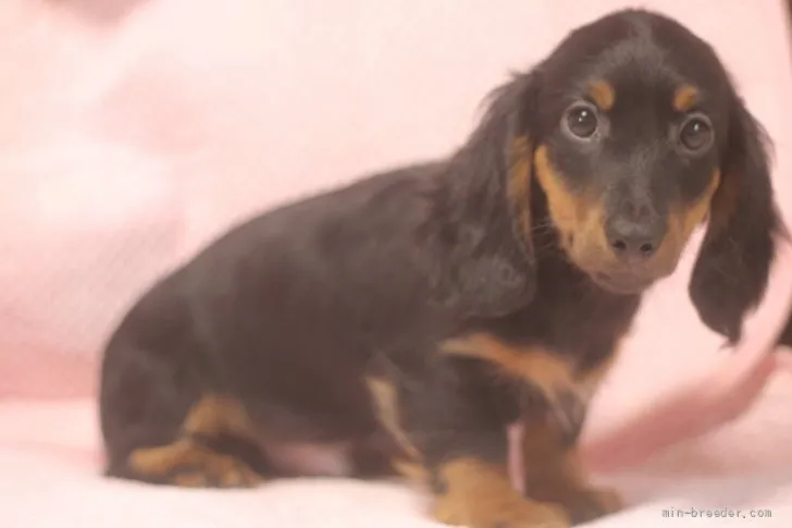 ID:2110-04048の子犬