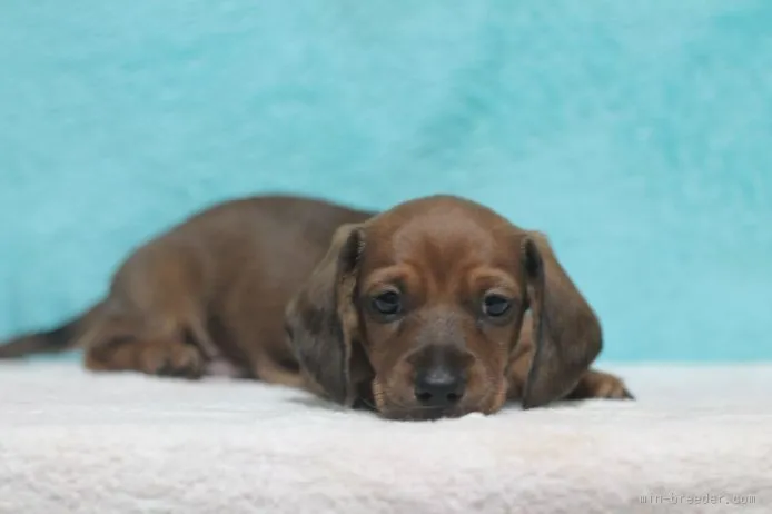 らむ 様のお迎えした子犬