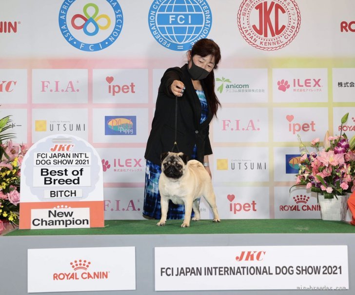 藤山　朋子(ふじやま　ともこ)ブリーダー(東京都・パグ・JKC登録)の紹介写真4