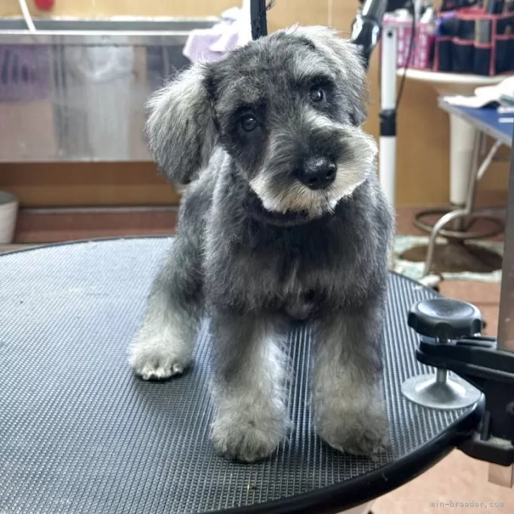 ID：2505-04170の子犬
