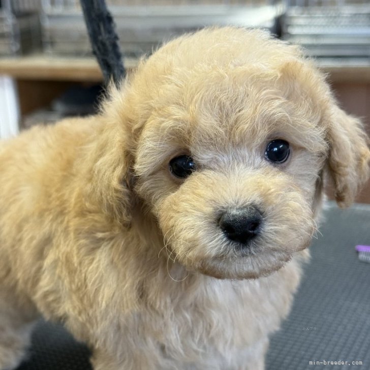 ブリーダー画像