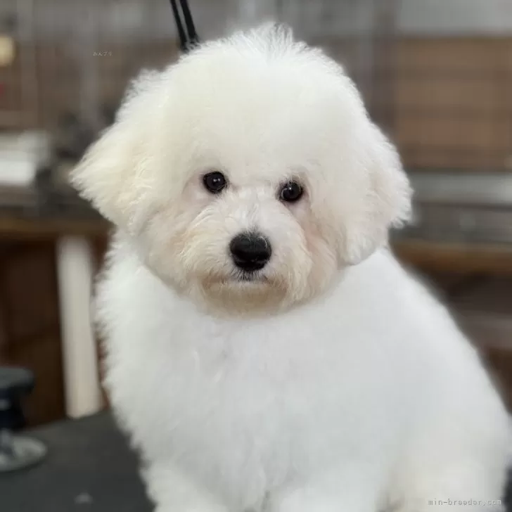 ID:2502-05183の子犬
