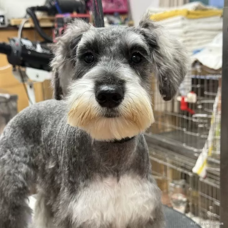 ミニチュアシュナウザー【栃木県・女の子・2025年4月11日・ソルト&amp;ペッパー】の写真1