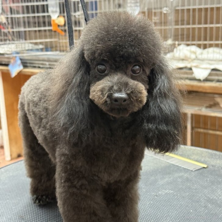 ブリーダー画像