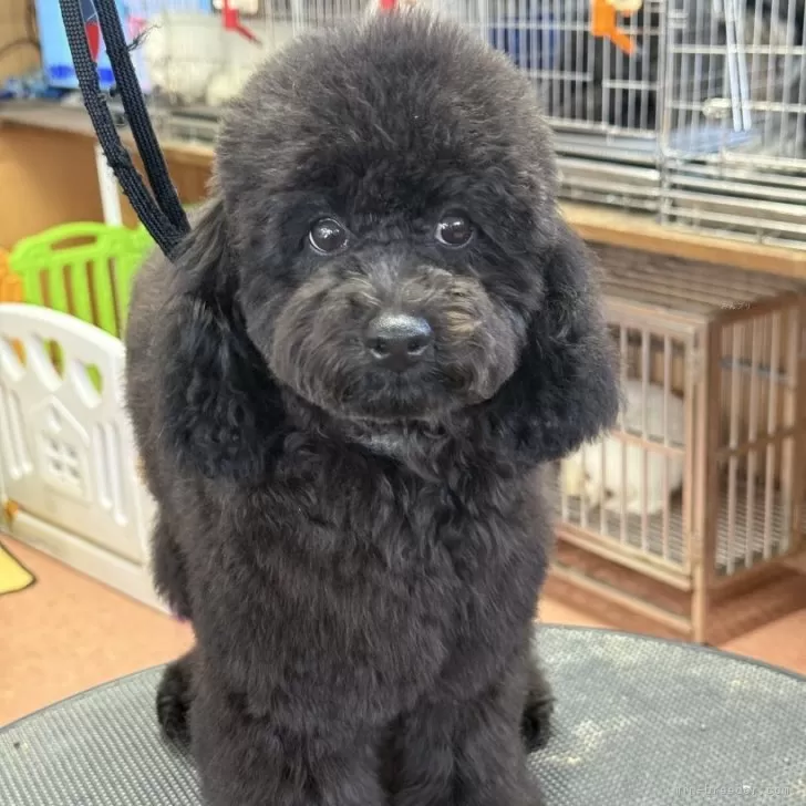 ID：2502-05792の子犬