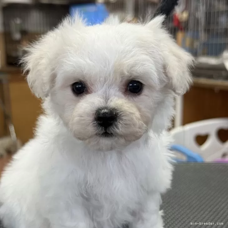 ID：2511-01920の子犬