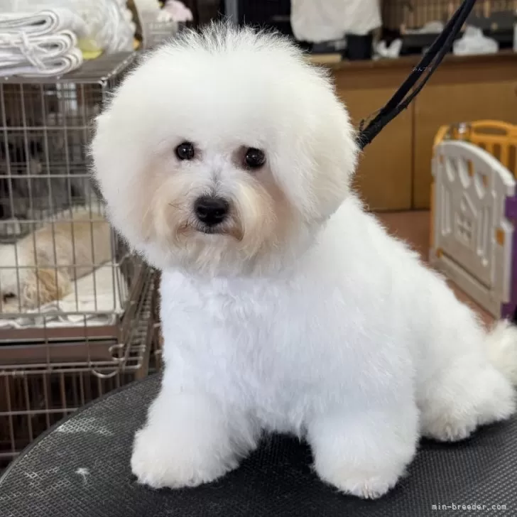 ビションフリーゼ【栃木県・女の子・2025年4月10日・ホワイト】の写真1