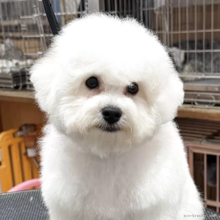 ビションフリーゼ【栃木県・女の子・2025年7月21日・ホワイト】の写真1