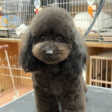 タイニープードル【栃木県・男の子・2024年11月14日・ブラック】の写真「人懐こくて明るい、甘えん坊な可愛い男の子です」