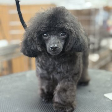 ティーカッププードル【栃木県・男の子・2024年10月1日・ブラック】の写真「体重1.3kgの小さい男の子、お顔も可愛いです」