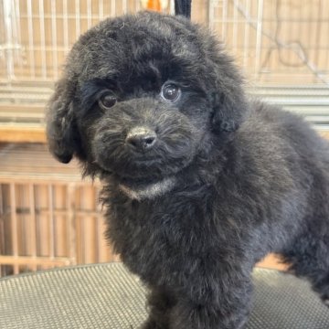 トイプードル(タイニー)【栃木県・男の子・2025年9月20日・ブラック】の写真「お顔の可愛い男の子、シッポはナチュラルテールです。」