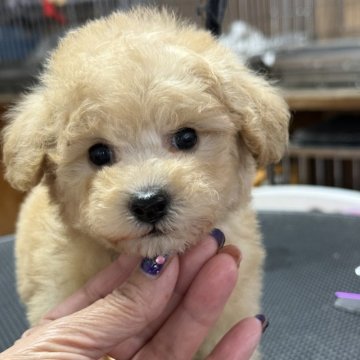 トイプードル(タイニー)【栃木県・女の子・2025年9月20日・オレンジフォーン】の写真「お顔の可愛い女の子、シッポはナチュラルテールです。」