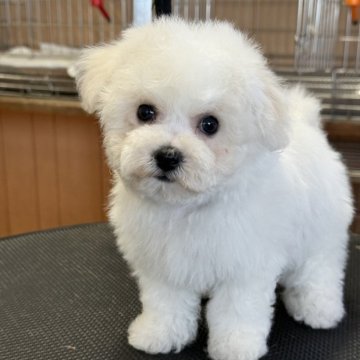 ビションフリーゼ【栃木県・女の子・2025年9月26日・ホワイト】の写真「早期ご予約特別価格、お顔の可愛い女の子です。」