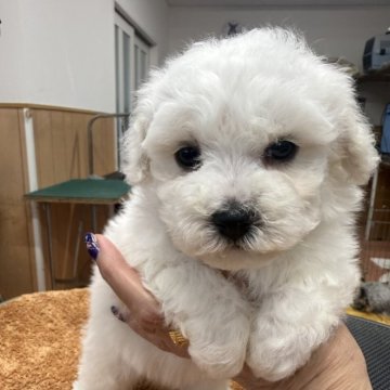 ビションフリーゼ【栃木県・女の子・2025年9月26日・ホワイト】の写真「お顔の可愛い女の子です。」