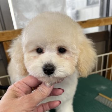 トイプードル(トイ)【栃木県・女の子・2024年10月13日・ホワイト】の写真「人懐っこい可愛いお顔の女の子です」