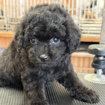 トイプードル(ティーカップ)【栃木県・女の子・2025年9月20日・ブラック】の写真「お顔の可愛い女の子、シッポはナチュラルテールです。」