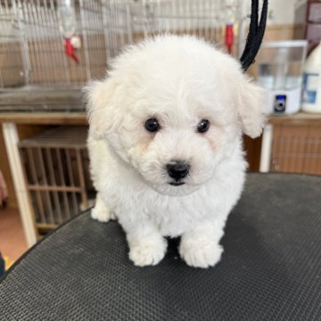 ビションフリーゼ【栃木県・男の子・2025年4月10日・ホワイト】の写真「毛量のある真っ白な可愛い男の子です」