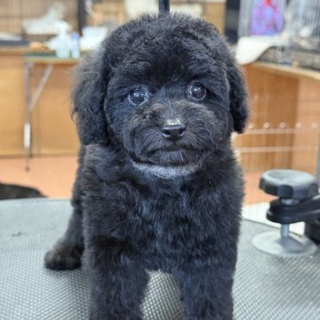 トイプードル(ティーカップ)【栃木県・女の子・2025年9月20日・ブラック】の写真「お顔の可愛い女の子、シッポはナチュラルテールです」