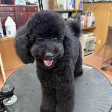 トイプードル(トイ)【栃木県・男の子・2024年8月2日・ブラック】の写真「真っ黒で人懐こく甘えん坊な男の子！お顔も可愛子です」