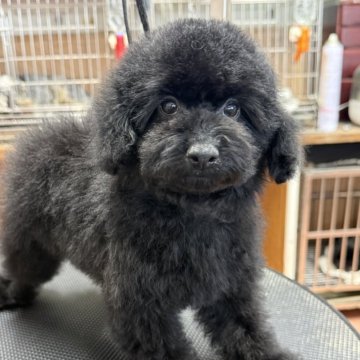 トイプードル(タイニー)【栃木県・男の子・2025年9月20日・ブラック】の写真「お顔の可愛い男の子、シッポはナチュラルテールです。」