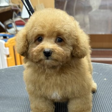 トイプードル(ティーカップ)【栃木県・男の子・2025年10月1日・オレンジフォーン】の写真「小さくて可愛らしい男の子です」