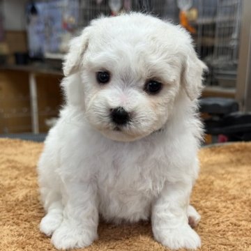 ビションフリーゼ【栃木県・女の子・2025年9月26日・ホワイト】の写真「早期ご予約特別価格、お顔の可愛い女の子です。」