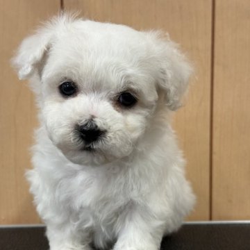 ビションフリーゼ【栃木県・男の子・2025年9月26日・ホワイト】の写真「お目目クリクリの可愛い男の子です。」