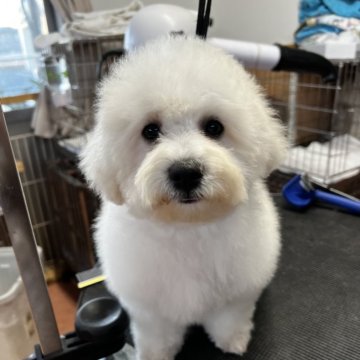 ビションフリーゼ【栃木県・男の子・2024年8月20日・ホワイト】の写真「人懐こく甘えん坊な男の子、毛量もしっかり有ります。」