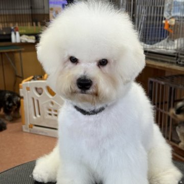 ビションフリーゼ【栃木県・男の子・2025年1月14日・ホワイト】の写真「人懐こく明るい男の子、毛量も多いです。」