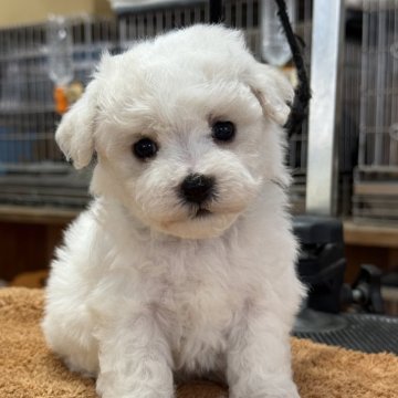 ビションフリーゼ【栃木県・女の子・2025年9月26日・ホワイト】の写真「早期ご予約特別価格、お顔の可愛い女の子です。」