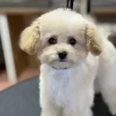 ティーカッププードル