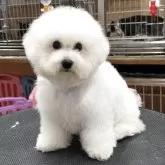 ビションフリーゼ