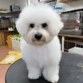ビションフリーゼ
