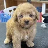 ティーカッププードル