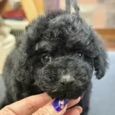 タイニープードル