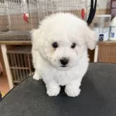 ビションフリーゼ
