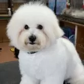 ビションフリーゼ