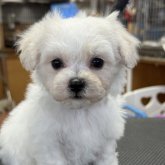 ビションフリーゼ