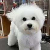 ビションフリーゼ