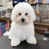 ビションフリーゼ