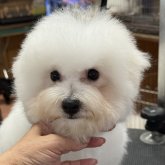 ビションフリーゼ