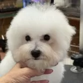 ビションフリーゼ