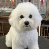 ビションフリーゼ