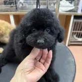 タイニープードル【栃木県・男の子・2025年9月20日・ブラック】の写真2