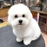 ビションフリーゼ【栃木県・女の子・2025年7月21日・ホワイト】の写真9