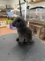 ティーカッププードル【栃木県・男の子・2024年10月1日・ブラック】の写真9