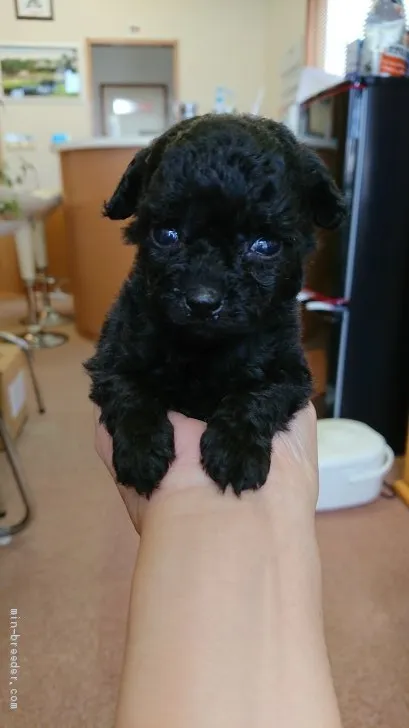 ID:1907-00745の子犬