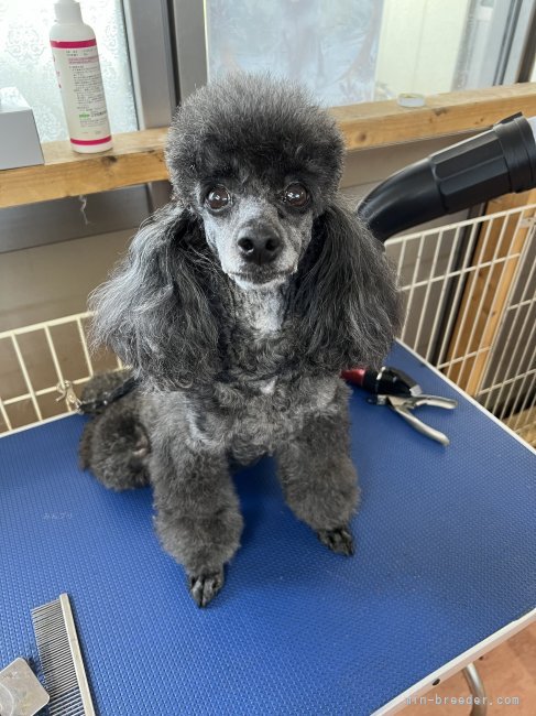 トイプードル【・女の子・2018年2月24日・ブラック】